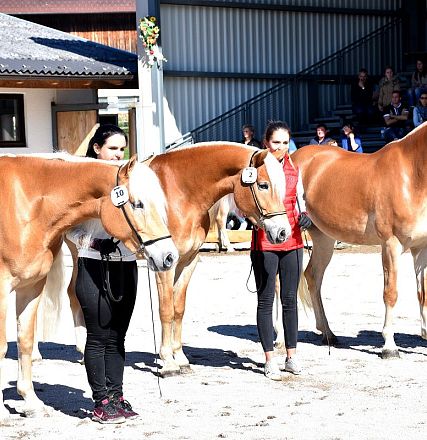 Elitestutenschau 2019 Fotograf Rainer Nutz