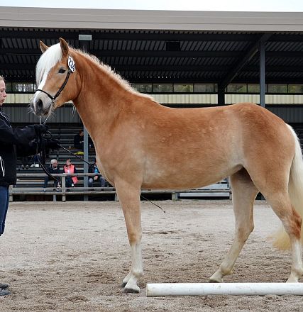 Siegerstute in Ebbs 20300/T Agatha vom Haflinger Pferdezuchtverband Tirol 
Foto Rainer Nutz