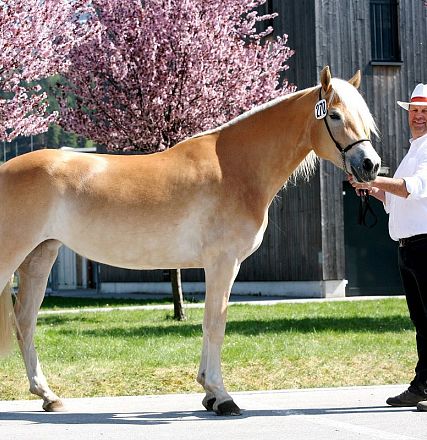 Siegerstute in Imst 20334/T Wendy mit Besitzer Lothar Zebisch aus Imst 
Foto von Rainer Nutz