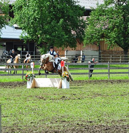 Springen Haflinger Bundesmannschaftsmeisterschaft 2016 Fotograf Christian Kapfinger