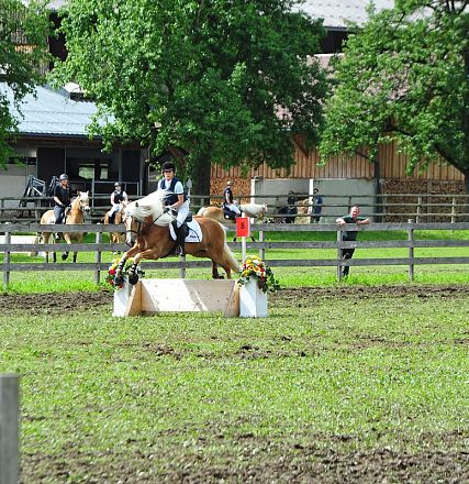 Springen Haflinger Bundesmannschaftsmeisterschaft 2016 Fotograf Christian Kapfinger