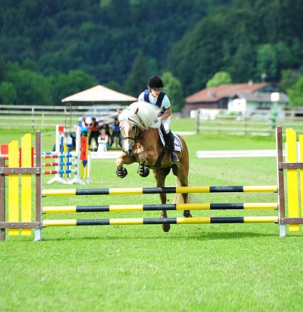 Springen Haflinger Bundesmannschaftsmeisterschaft 2016 Fotograf Christian Kapfinger