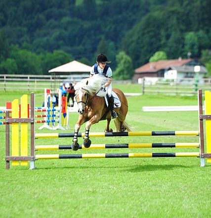 Springen Haflinger Bundesmannschaftsmeisterschaft 2016 Fotograf Christian Kapfinger