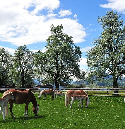 stuten-mit-fohlen-koppel-fohlenhof-ebbs-fotograf-christiankapfinger