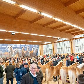 Stutfohlen Helene 58. Fohlenauktion Fohlenhof Ebbs 2024