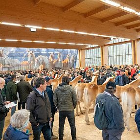 Stutfohlen Helene 58. Fohlenauktion Fohlenhof Ebbs 2024