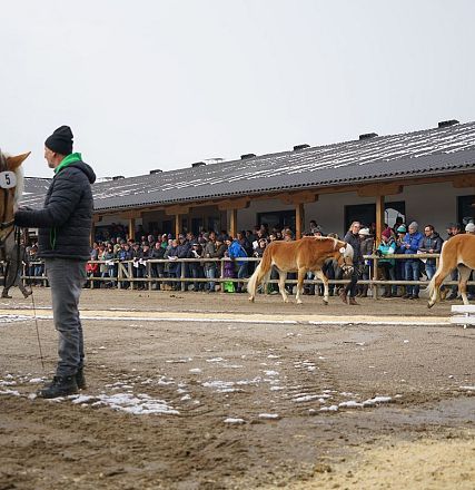 Tiroler Haflinger Hengstkörung 2018