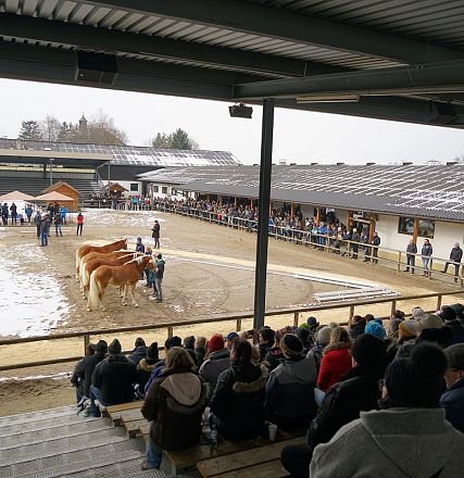 Tiroler Haflinger Hengstkörung 2018