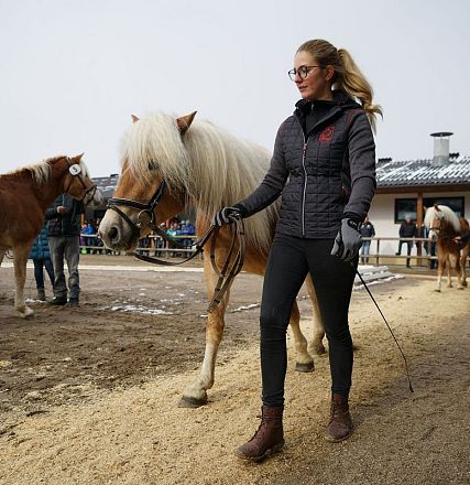 Tiroler Haflinger Hengstkörung 2018