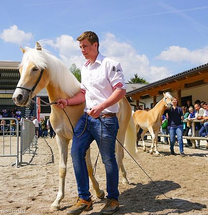 Tiroler Haflinger Jähringsschau Fohlenhof Ebbs 2019