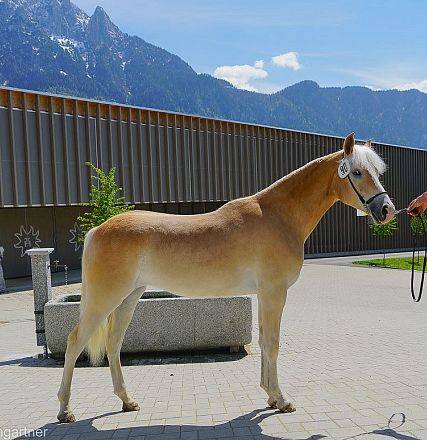 Tiroler Haflinger Jähringsschau Fohlenhof Ebbs 2019