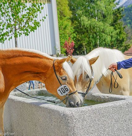 Tiroler Haflinger Jähringsschau Fohlenhof Ebbs 2019