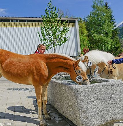 Tiroler Haflinger Jähringsschau Fohlenhof Ebbs 2019