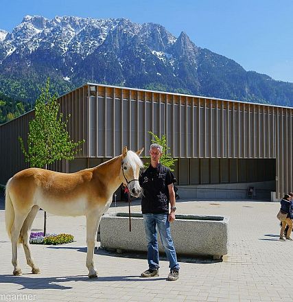Tiroler Haflinger Jähringsschau Fohlenhof Ebbs 2019