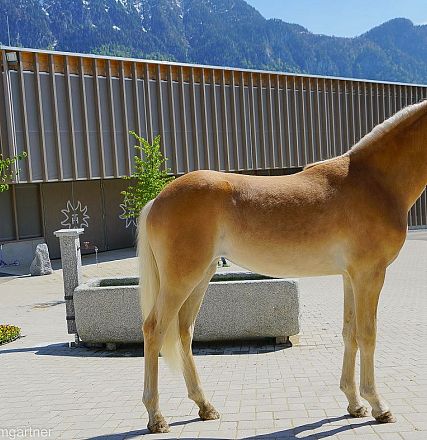 Tiroler Haflinger Jähringsschau Fohlenhof Ebbs 2019