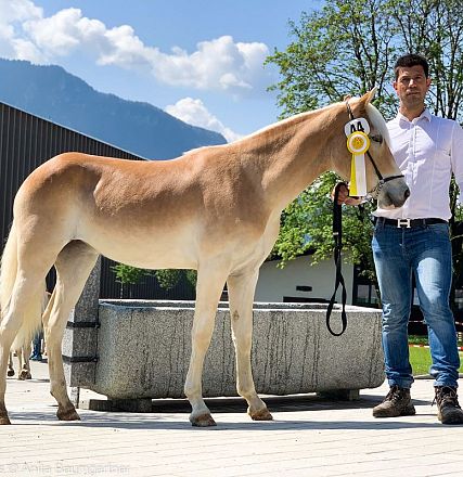 Tiroler Haflinger Jähringsschau Fohlenhof Ebbs 2019