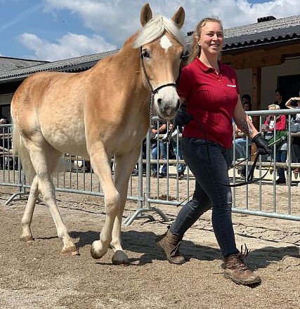 Tiroler Haflinger Jähringsschau Fohlenhof Ebbs 2019