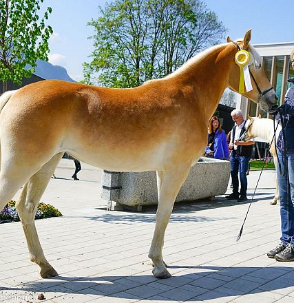 Tiroler Haflinger Jähringsschau Fohlenhof Ebbs 2019