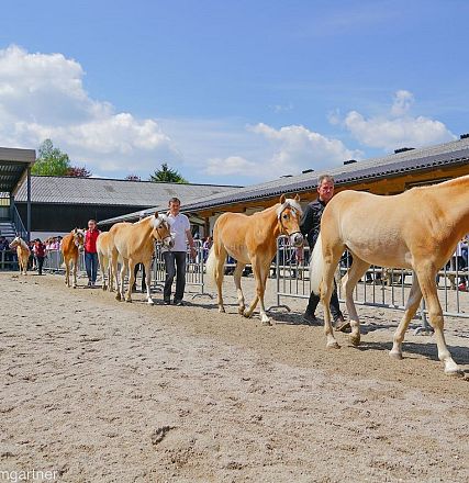 Tiroler Haflinger Jähringsschau Fohlenhof Ebbs 2019