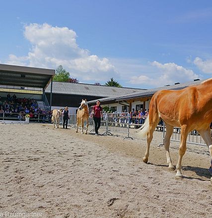 Tiroler Haflinger Jähringsschau Fohlenhof Ebbs 2019