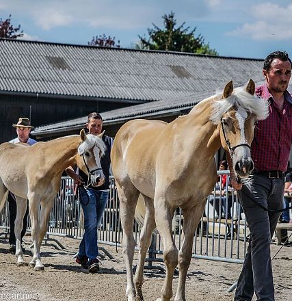 Tiroler Haflinger Jähringsschau Fohlenhof Ebbs 2019