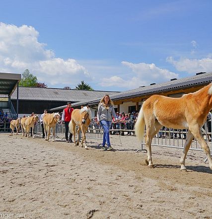 Tiroler Haflinger Jähringsschau Fohlenhof Ebbs 2019