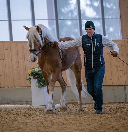westwind-sieger-haflinger-hengstkoerung-fohlenhof-ebbs-anita-baumgartner-1