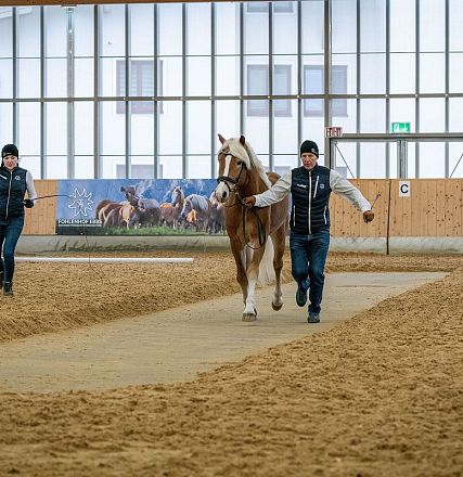 westwind-sieger-haflinger-hengstkoerung-fohlenhof-ebbs-anita-baumgartner-2