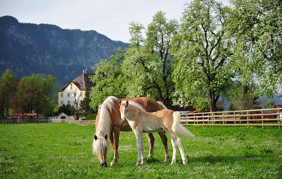 Fohlenhof Ebbs Stuten mit Fohlen auf Koppel